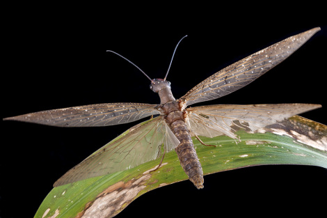 Samica dobsonfly startujca z licia w nocy w Parku Narodowym Tapanti na Kostaryce.