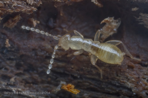 Bezskrzyda posta glebika (Zorotypus hubbardi) z Sapelo Island, Georgia