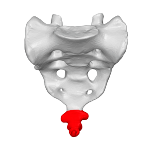 Autorem i licencjobiorc treci jest „ BodyParts3D, © The Database Center for Life Science na licencji CC Attribution-Share Alike 2.1 Japan.”