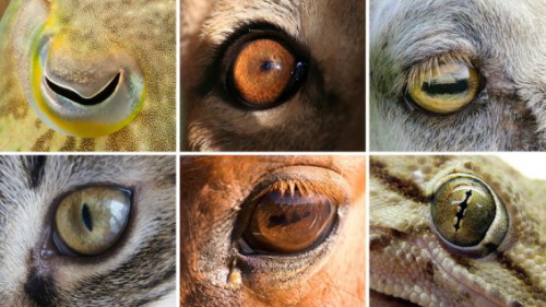 (Z NPR): Potrafisz zgadn, do jakich zwierzt nale te oczy? Górny rzd od lewej: mtwa, lew, koza. Dolny rzd od lewej: kot, ko, gekon. Górny rzd: iStockphoto; dolny rzd: Flickr