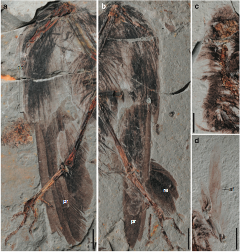 (From paper): Figure 4 | Plumage of Archaeornithura meemannae gen. et sp. nov. (a) Left wing, STM-7-145, main slab; (b) right wing, STM-7-145, main slab; (c) covert feathers over the skull and neck, STM 7-163, counter slab; (d) alular feathers on the left alular digit, STM7-163, main slab. Abbreviations: af, alular feather; dc, dorsal coverts; pr, primary remiges; re, rectrices. Scale bars, 10 mm (a–c), 5 mm (d).