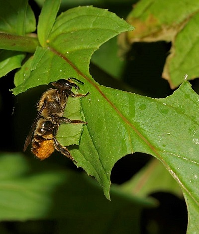Megachile centuncularis w pracy. To jedna z siedmiu miesierkowatych pszczół w Wielkiej Brytanii © Line Sabroe Wikimedia Commons: