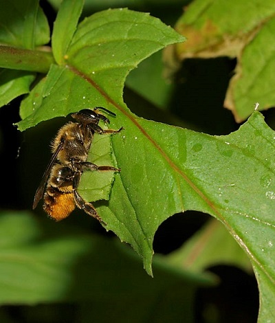 Megachile centuncularis w pracy. To jedna z siedmiu miesierkowatych pszczó w Wielkiej Brytanii © Line Sabroe Wikimedia Commons: