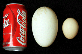 Od lewej do prawej: puszka Coca Coli, jajo albatrosa i jajo kury. Z Albatrosses at Work: www.wfu.edu/biology/albatross/atwork/atwork.htm
