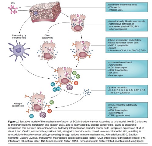 <span>“Innymi sowy – to skomplikowane” – proponowany uproszczony model mechanizmów dziaania BCG na komórki raka pcherza; </span>https://www.nature.com/articles/nrurol.2014.15