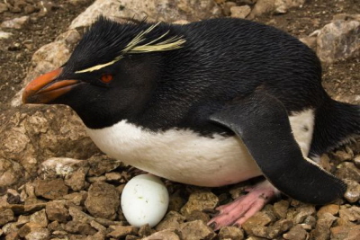 Pingwiny skalne i inne pingwiny grzebieniaste (Eudyptes) zawsze składają dwa jaja, ale z pierwszego, mniejszego, żadne pisklę na ogół nie wykluwa się.  <br />Zdjęcie: Pete Oxford, Minden Pictures, National Geographic Creative