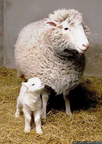Owca Dolly (1996-2003) pierwsze sklonowane zwierz, z jej pierwszym jagniciem, któremu nadano imi Bonnie.