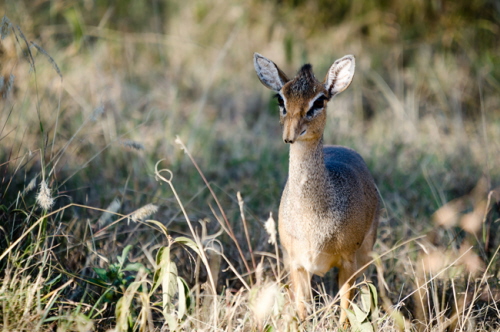 Dik-dik.  Henry Palm. CC BY 2.0