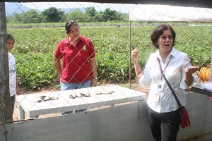 Dr Desiree Hautea pokazuje odporność Bt bakłażanów na owada niszczącego owoce i pędy (Leucinodes orbonalis) w zabezpieczonych próbach na Uniwersytecie Filipin, Los Baños