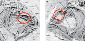 (from the paper): a, Heteronectes chaneti gen. et sp. nov., holotype, NHMW 1974.1639.25 (dextral morph); transfer preparation dusted with ammonium chloride and presented in right-lateral view. b, Counterpart, NHMW 1974.1639.24; transfer preparation dusted with ammonium chloride and presented in left-lateral view, showing migrated orbit.