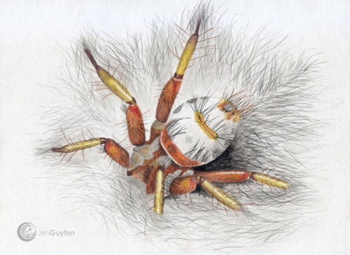 Obraz (niewtpliwie pierwszy i jedyny) muchy (Penicillidia sp.) wkrcajcej si w futro nietoperza dugoskrzydego (Miniopterus).