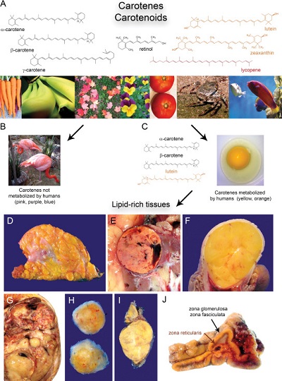 Rozpuszczalne w tuszczach karotenoidy nadaj bogatym w lipidy tkankom óte barwy; u dou odpowiednio: zwyka tkanka tuszczowa piersi, rak jasnokomórkowy nerki, tuszczak, tuszczakomisak, agodny nerwiak osonkowy, gruczolak kory nadnercza, zdrowa kora nadnercza; https://www.archivesofpathology.org/doi/full/10.5858/arpa.2016-0274-SA