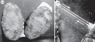 <span>Dwa kopulujące </span>Chromodoris reticulata<span>. Z Sekizawa et al., Biology Letters</span>