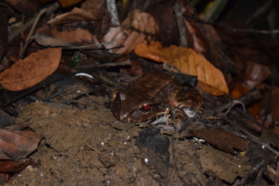 wistek piciopalcy (Leptodactlyus pentadactylus), Lapa Rios Ecolodge, Osa, Kostaryka