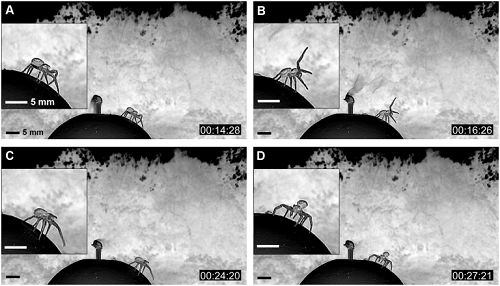 <span>(From paper): Sequence of active sensing motion with front leg (leg I) (negative images). (A) The spider first senses the condition of the wind current only through sensory hairs on its legs. (B) Then, if the condition seemed appropriate, the spider sensed more actively by raising leg I and keeping this pose for 8 sec. (C) If the spider decided to balloon, it altered its posture. (D) The spider rotated its body in the direction of the wind and assumed tiptoe posture.</span>