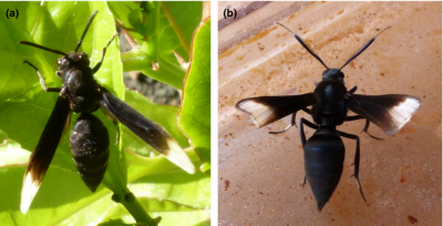 (Z artykuu): przypadek cisego podobiestwa midzy czarn os eusocjaln (a, Hymenoptera: Vespidae: Parachartergus apicalis) a m neotropikaln (b, Lepidoptera: Erebidae: Arctiinae: Myrmecopsis strigosa), pokazujca te same naladowcze cechy (odwok, skrzyda, „szypuk”, tuów), które byy omawiane dla os (ilustracje 2 i 3). Pokazuje to, e hipoteza obszernie omawiana dla os rodzajów Vespula i Dolichovespula moe take by stosowana do zrozumienia cisego naladownictwa innych wzorów barw. (Skadanie skrzyde my jest na tej fotografii niekompletne.)