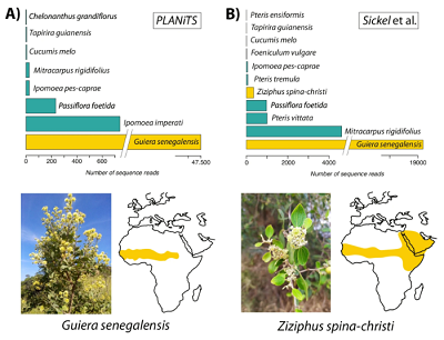 (From the paper): C  Infographic summarizing the possible natal grounds and dispersal pathway of a flock of V. cardui butterflies across the Atlantic from West Africa to South America, through a non-stop flight of a minimum of 4200 km during 5–8 days. The total flight distance for these individuals could be as long as 7000 km if they developed in Western Europe. Source Data can be obtained online using the provided code (see code availability). Butterfly illustrations by Blanca Martí.