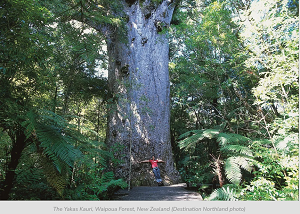 Współczesne drzewo agatisu nowozelandzkiego.
