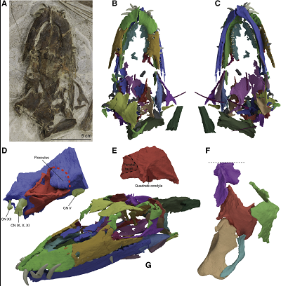 <span>(From paper): Figure 1. The Skull of </span>Tanystropheus hydroides<span> sp. nov. Holotype PIMUZ T 2790 (A) The complete skull in dorsal view. (B and C) Digital rendering of the skull in dorsal view (B) and ventral view (C). This model is also presented in Video S1. (D) Digital rendering of the endocast and endosseous labyrinth (mirrored). (E) Digital rendering of the right squamosal in posterolateral view. (F) Reconstruction of the temporal region in oblique right lateral view, highlighting the streptostylic articulation of the quadrate and squamosal. (G) The digitally “re-assembled” skull of PIMUZ T 2790 in angled left lateral view. This model is also presented in Video S2.</span>