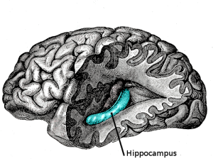 Lokalizacja hipokampa w ludzkim mózgu; 20th U.S. edition of Gray’s Anatomy of the Human Body; Wikipedia; public domain