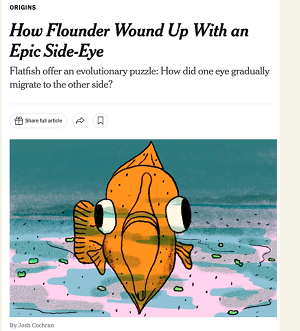 https://www.nytimes.com/2024/06/21/science/flounder-flatfish-evolution.html