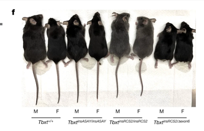 f, (z artykuu) Reprezentatywne fenotypy ogonów dla linii myszy, w tym typu dzikiego, TbxtinsASAY/insASAY, TbxtinsRCS2/insRCS2 i TbxtinsRCS2/&Delta;exon6. Kada obejmowaa samce (M) i samice (F).