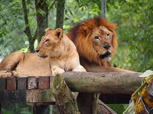 Samica i samiec lwa w National Zoo Malaysia.Zdjcie: https://commons.wikimedia.org/w/index.php?curid=17556042