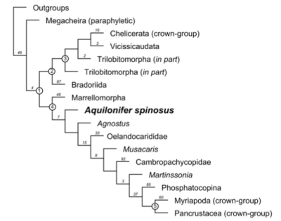 Fig. 2. Cladogram showing the phylogenetic position of A. spinosus gen. et sp. nov. Shown is a strict consensus of the 12 most parsimonious trees of 142.16612 steps (consistency index = 0.513; retention index = 0.870), produced using New Technology search options in TNT (tree analysis using new technology) and using implied character weighting with a concavity constant of three. Numbers above nodes are GC support values. 1, Euarthropoda (crown- group); 2, total-group Chelicerata; 3, Artiopoda; 4, total-group Mandibulata; 5, Mandibulata (crown-group).