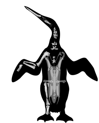 Szkielet Waimanu tuatahi z paleocenu, jeden z najwczeniejszych pingwinów, z Slack et al. (2006), via March of the Fossil Penguins.