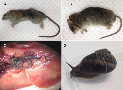 Żywiciele naszego nicienia – na górze szczury – śniady i zaroślowy, na dole po lewej robaki wypełzające z tętnic płucnych szczura śniadego, na dole po prawej żywiciel pośredni, ślimak Helix aspersa; https://www.ncbi.nlm.nih.gov/pmc/articles/PMC4511779/ 