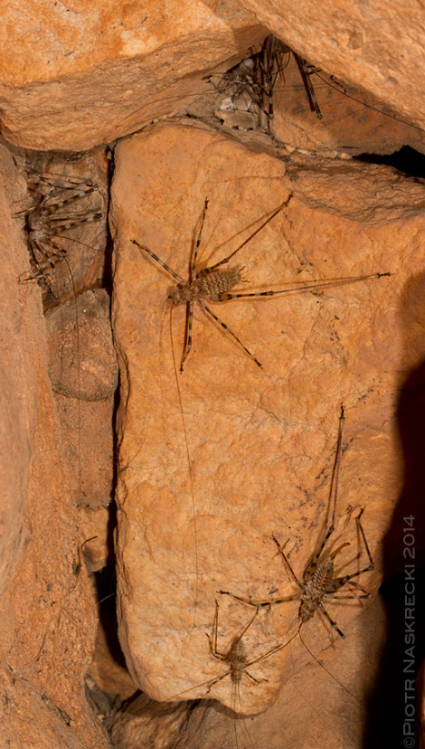Pasikoniki jaskiniowe s stadne, znajdowane w wielowiekowych grupach 20 do 30 osobników.