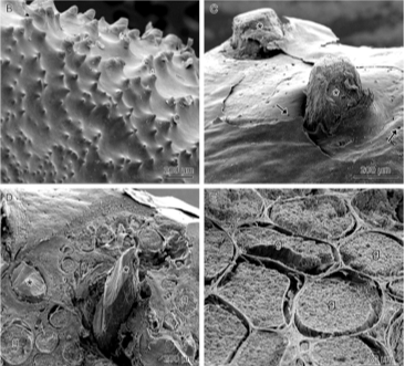 (B–E) Scanning electron microscopy (SEM) of the rostral area and skin glands of A. brunoi (B and C) and C. greeningi (D and E). Spines (*) penetrate the skin through regions with a high number of granular gland pores (arrows) on the skin surface. (D) Tangential and superficial section through the dorso-lateral region of the head, near the upper jaw, showing spines (*) surrounded by granular glands (g). (E) Higher magnification of a region equivalent to (D) showing connective tissue surrounding each gland.