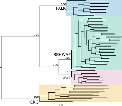(From the paper): Best Scoring maximum likelihood phylogeny based on 10,108 neutral SNPs. Support values shown for branches that received >90% bootstrap support