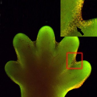 óto wybarwione umierajce komórki nadmiarowej tkanki pomidzy palcami; CC BY 4.0, https://www.ncbi.nlm.nih.gov/pubmed/17194222
