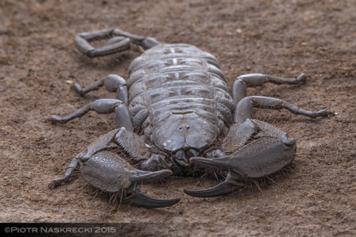 Ciao skorpionów skalnych jest silnie spaszczone, doskonale przystosowane do wciskania si w najwsze szczeliny.