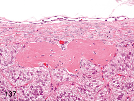 Ognisko kostnienia w psim nadnerczu; CC-BY; http://www.ncbi.nlm.nih.gov/pmc/articles/PMC3320160/