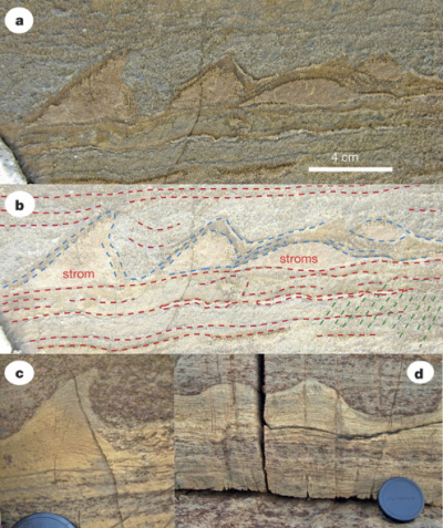 Image is inverted because layering is overturned in a fold. b, Interpretation of a, with isolated stromatolite (strom) and aggregate of stromatolites (stroms). Locally, lamination is preserved in the stromatolites (blue lines). Layering in the overlying sediment (red lines) onlaps onto the stromatolite sides. A weak tectonic foliation is indicated (green lines). c, Asymmetrical stromatolite and d, linked domical stromatolites from the Palaeoproterozoic28 Wooly Dolomite, Western Australia. The lens cap is 4 cm in diameter. Image c is left-right-reversed for comparison with panels a, b.