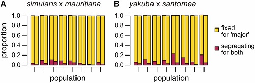 (From paper): Genetic ancestry rapidly and consistently regressed to that of one of the two parental species in all admixed populations. (A) The proportion of sites either fixing for D. simulans ancestry or still segregating for both parental species’ ancestry in each of the eight admixed D. mauritiana/simulans populations. (B) The proportion of sites either fixing for D. yakuba ancestry or still segregating for both parental species’ ancestry in each of the eight admixed D. santomea/yakuba populations. Sites were considered to still be segregating for both parental species’ ancestry if any of the ploidy = 8 genotypes 2 | 6 through 6 | 2 received a posterior probability >1/3. The left bar for each population summarizes results obtained when mapping to either the D. mauritiana (A) or the D. santomea reference genomes (B). Bars to the right, for each population, summarize results obtained when mapping to either the D. simulans (A) or D. yakuba (B) reference genomes.