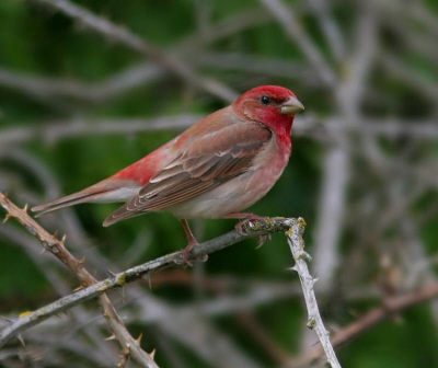 Carpodacus erythrinus