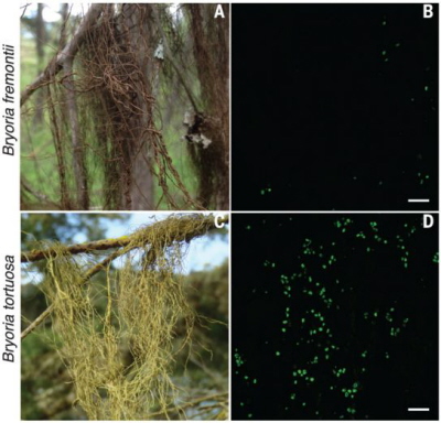 (from paper): Figure from paper. (A) B. fremontii, with (B) few FISH-hybridized live yeast cells at the level of the cortex. (C) B. tortuosa, with (D) abundant FISH-hybridized cortical yeast cells (scale bars, 20 μm).