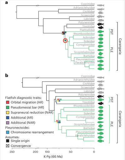 (Part of it from paper): (From paper, and there’s more): a, FM tree estimated using LEA’s dataset with ASTRAL under an NHM (GHOST) of nucleotide substitution (see Supplementary Note 2 for details on time calibration). b, FP tree illustrates the phylogenetic hypothesis and divergence times proposed by LE