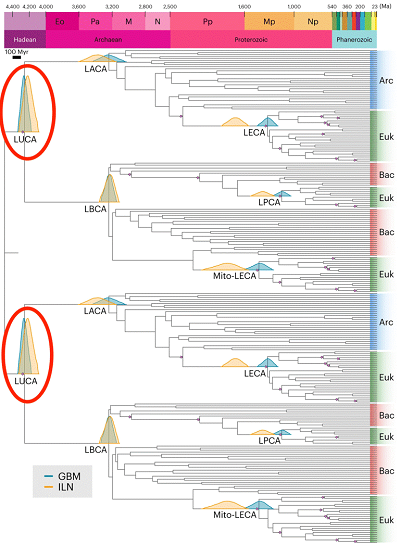 (From paper): Our results suggest that LUCA lived around 4.2 Ga, with a 95% confidence interval spanning 4.09–4.33 Ga under the ILN relaxed-clock model (orange) and 4.18–4.33 Ga under the GBM relaxed-clock model (teal). Under a cross-bracing approach, nodes corresponding to the same species divergences (that is, mirrored nodes) have the same posterior time densities. This figure shows the corresponding posterior time densities of the mirrored nodes for the last universal, archaeal, bacterial and eukaryotic common ancestors (LUCA, LACA, LBCA and LECA, respectively); the last common ancestor of the mitochondrial lineage (Mito-LECA); and the last plastid-bearing common ancestor (LPCA). Purple stars indicate nodes calibrated with fossils. Arc, Archaea; Bac, Bacteria; Euk, Eukarya.