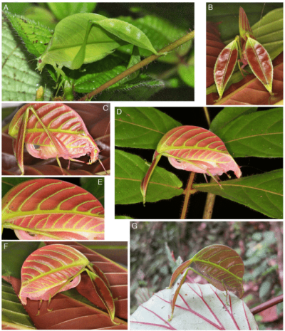 Gatunek Eulophophyllum w habitacie (A, D, G) i siedzcy na czerwonych liciach (B-C, E-F): A, E. kirki sp. n. samiec (Danum); B-F, E. kirki sp. n. samica (Danum); G, E. lobulatum sp. n. samica (Kinabalu). – A, C, F, G, widok z boku; B, widok z góry tylnych odnóy i pokadeka; D, widok boczny ukony. Zdjcia: A, Paul Bertner; B-E, Peter Kirk; F, Mark Eller. I.