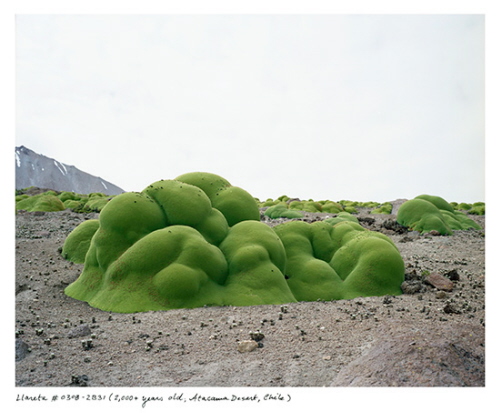 Llareta, prastary krzew. Z Oldest Living Things in the World Rachel Sussman