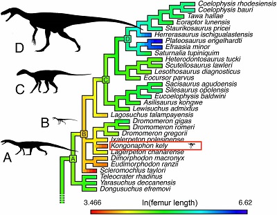 (from paper): Body size of early avemetatarsalian (bird line) archosaurs mapped onto a consensus supertree, based on the current phylogenetic analysis (SI Appendix) and recent analyses (22). Silhouettes are scaled to estimated femoral lengths for the labeled nodes (SI Appendix, Table S1): A, base of Avemetatarsalia (represented by Teleocrater); B, base of Ornithodira (represented by Ixalerpeton); C, base of Dracohors (Silesauridae + Dinosauria) (represented by Silesaurus); and D, base of Saurischia (represented by Herrerasaurus). Silhouettes credit: Phylopic/Scott Hartman/Mathew Wedel, which is licensed under CC BY 3.0. Silhouette of Kongonaphon to the right of the taxon label is to scale.   