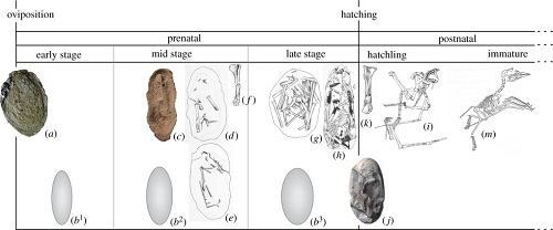 Figure 4. Fossil record of prenatal and early postnatal development in pterosaurs. Darwinopterus modularis (a) ZMNH M8802. Hamipterus tianshanensis (b1–3) outlines of egg shape illustrating changes in size and shape; (c) IVPP V18942 embryo 5; (d) IVPP V18941 embryo 11; (e) IVPP V18942 embryo 12; (f) IVPP V18943 humerus of embryo 13; (j) IVPP V18942 hatched? egg; (k) IVPP V18942 humerus. Ornithocheiridae genus et sp. indet. (g) IVPP V13758 embryo. Pterodaustro guinazui (h) MIC V246, embryo; (l) MIC V241 hatchling. Pterodactylus kochi (m) BSP 1967 I 276. Not to scale. (c–f,j,k) redrawn from [8], (g) redrawn from [2], (h) redrawn from [22], (l) redrawn from [28]; (m) redrawn from [21].