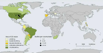 Ogólnoświatowa dystrybucja badań terenowych objętych metaanalizą. Na mapie zaznaczono powierzchnię uprawy kukurydzy GMO według krajów w 2016 roku.