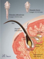 Nuece; http://www.sciencedirect.com/science/article/pii/S1542012415000476