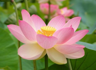 <span>Kwiat lotosu Nelumbo nucifera; Peripitus, CC BY-SA 4.0, </span>https://en.wikipedia.org/wiki/Nelumbo