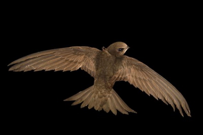 Jerzyk zwyczajny (Apus apus) w Zoo w BudapeszcieZdjcie: Joel Sartore, National Geographic Photo Ark